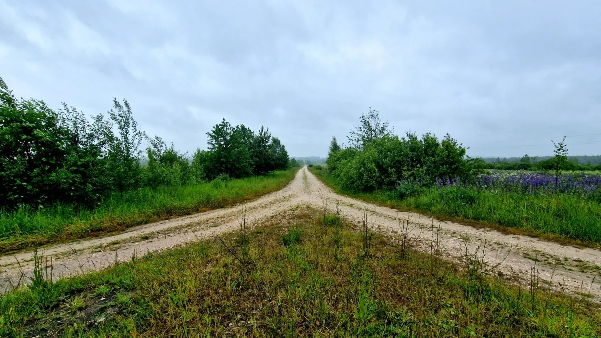 Un camino de tierra que se bifurca en dos entre campos verdes bajo un cielo nublado